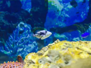 三鯊海洋世界