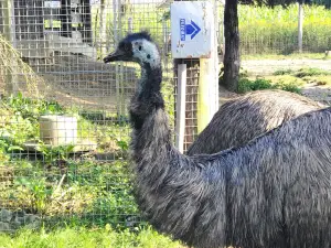 Animal wild u. Game Park Preding