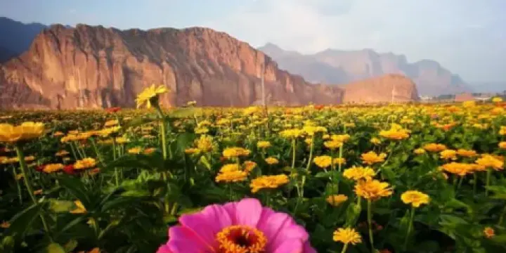 黃河第一灣金花海