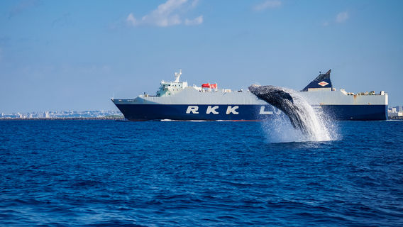 Whale Watching At Sea in Okinawa