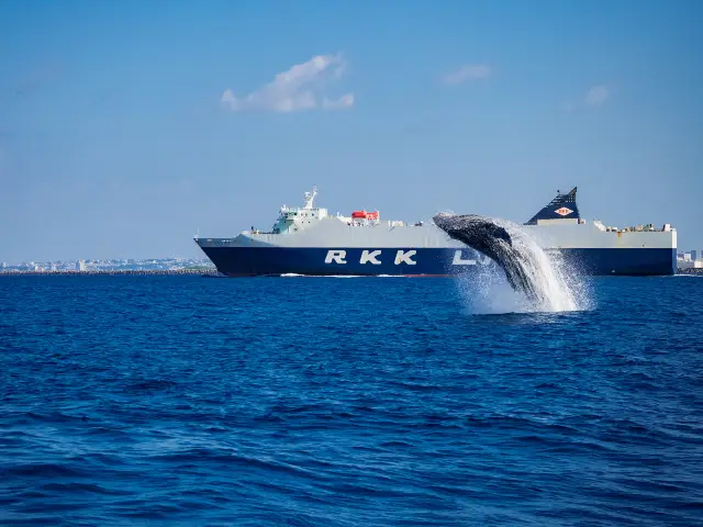 Whale Watching At Sea in Naha