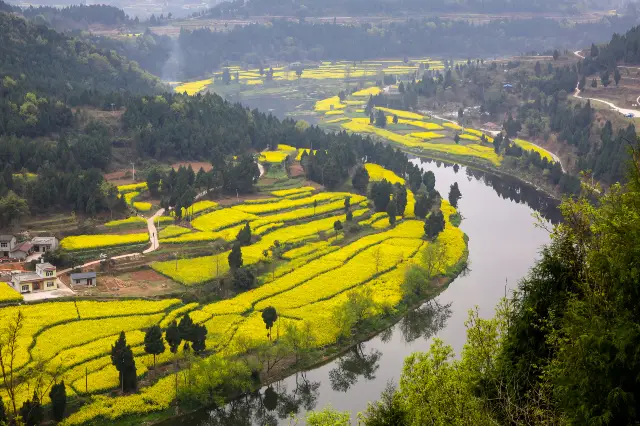 Rapeseed Flowers Viewing in Deyang