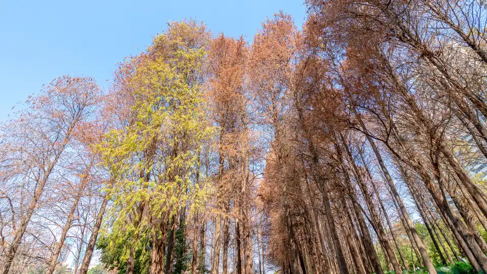 3_Honghu Park