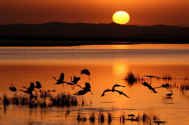 Birdwatching in Altai