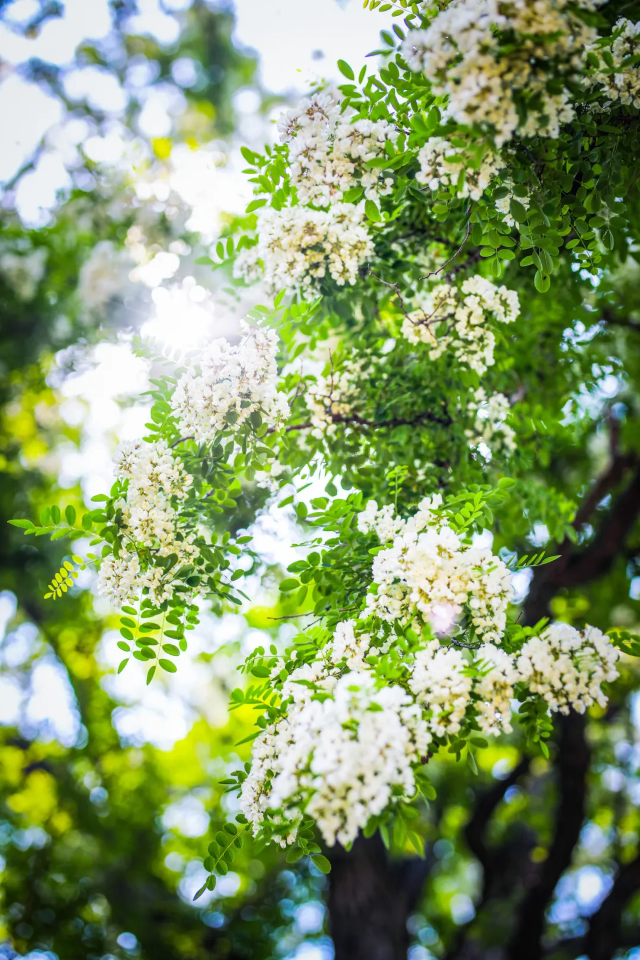 第34屆大連賞槐會 | 大連