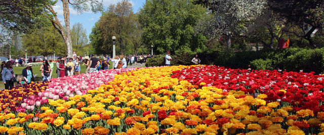 Canadian Tulip Festival | Ottawa
