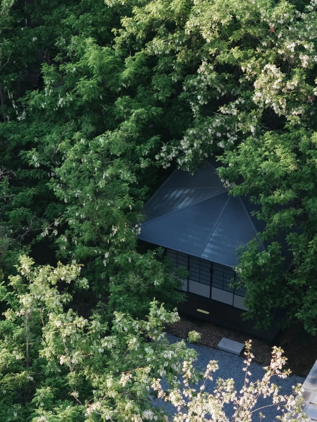 阿那亞槐花季 | 昌黎