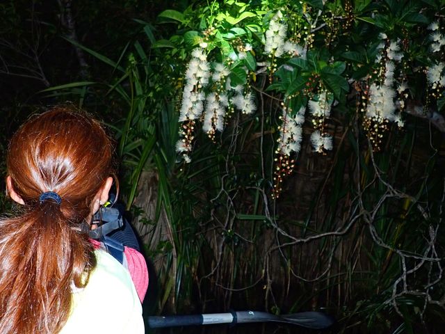 【幻の花】西表島のサガリバナ