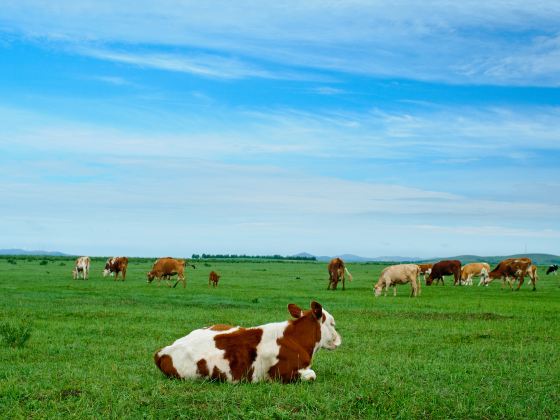 Gonggeer Grassland