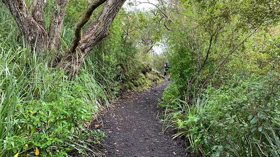 Rangitoto 岛是奥克兰市旁的一个大岛，从市区渡轮码头