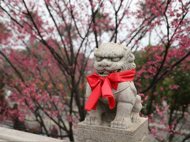 【櫻花季】粉紅大爆發,新北13處賞櫻勝地推薦打卡熱點一次看