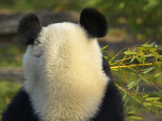 江蘇淹城野生動物世界