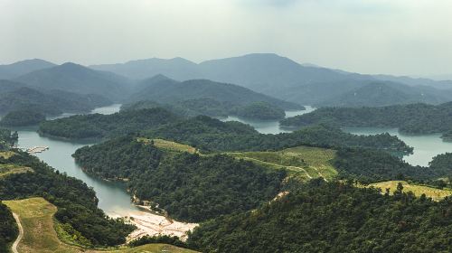 Damu Mountain Pasture