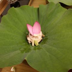 Akasaka Kikunoi User Photo