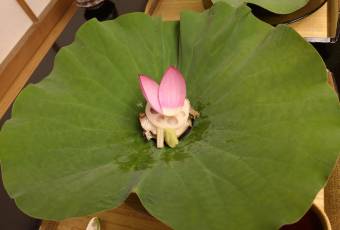 赤阪 菊乃井用戶圖片