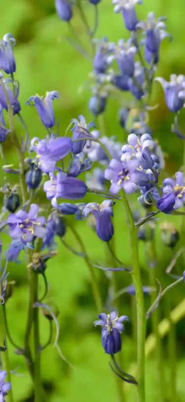 Hotels With Spa in County Carlow, Ireland