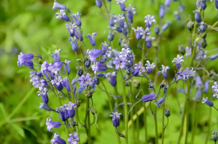 アイルランドカーロウ州で、Wi-Fiのあるホテル