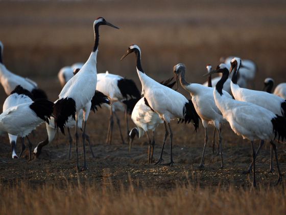 Yancheng Wetland National Nature Reserve Rare Birds