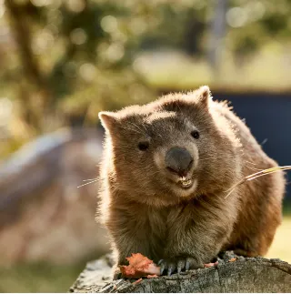 14 Amazing Wildlife Encounters in Sydney and New South Wales