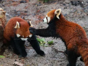 Shanghai Zoo