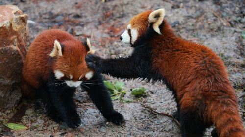 上海動物園