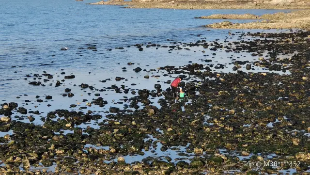 Clam Digging in Weihai
