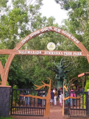 Salu Marada Thimmakka Tree Park