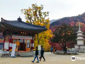 용문산 용문사