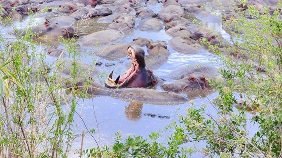 Peacemakers Expedition & Safari