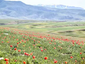 Emin County Wild Poppy Valley