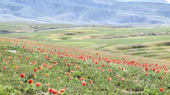 Emin County Wild Poppy Valley