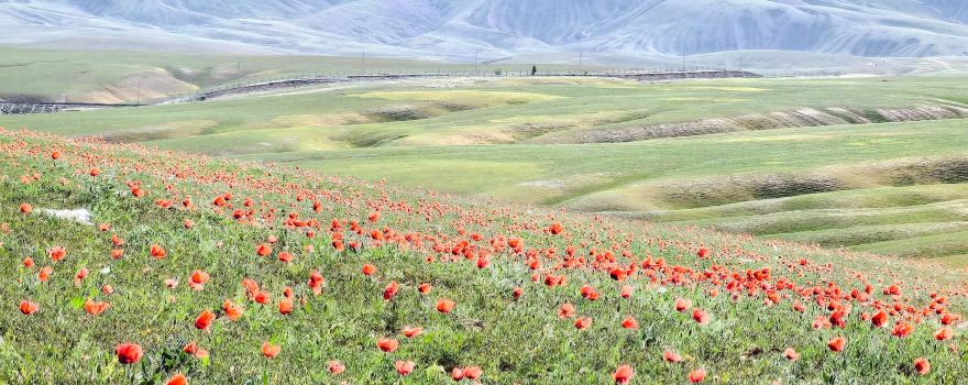 Emin County Wild Poppy Valley