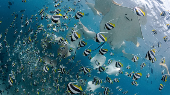 Shark Tank, Maldives