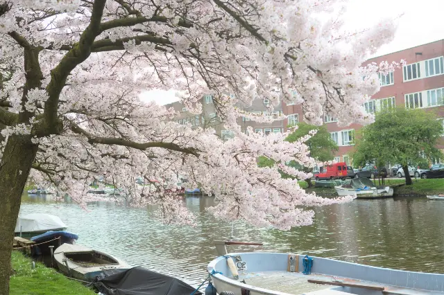 Cherry Blossom Viewing in Amsterdam