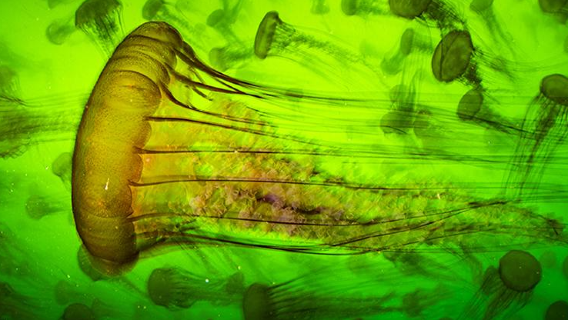 Wildlife Photographer of the Year