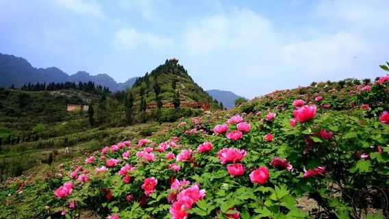 The 26th Chongqing Dianjiang Peony Culture Festival