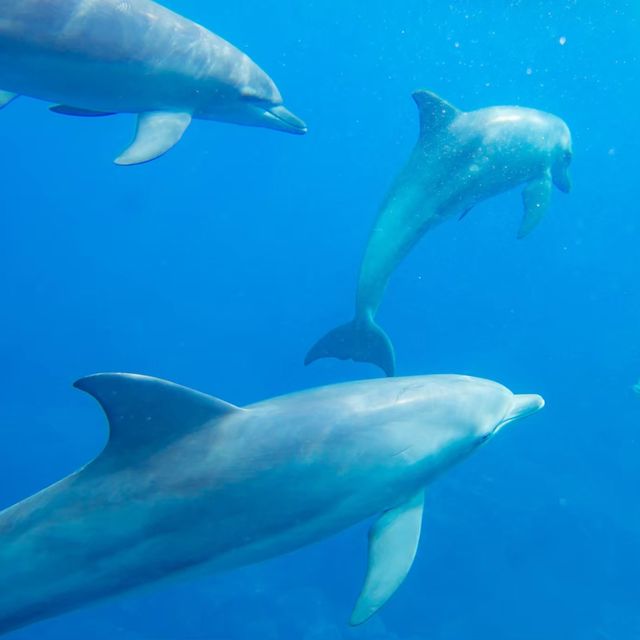 イルカと泳げる島が日本にあったなんて！