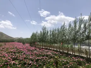 Huining Peony Garden