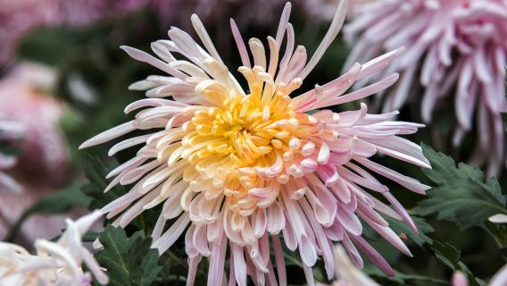 賞秋菊·清明上河園+開封府夢迴千年1日遊【文旅專線+上門接】