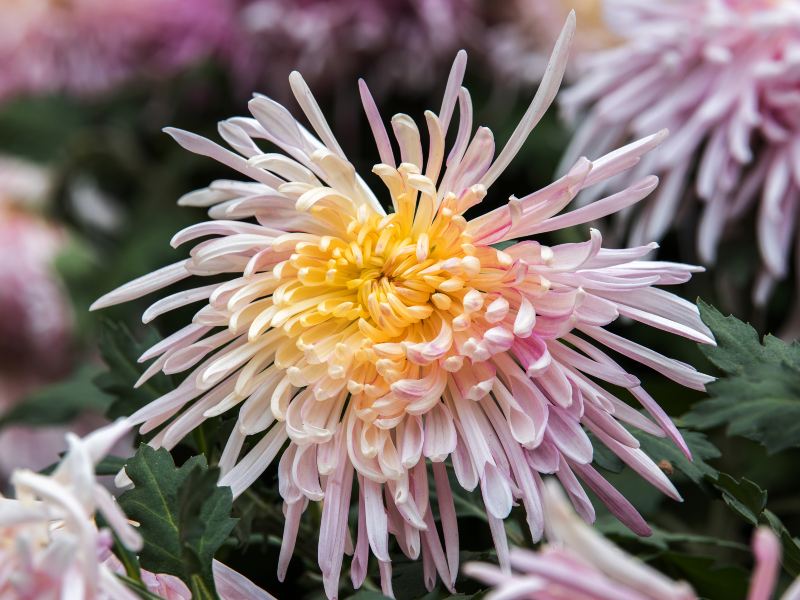 Xiaolan Chrysanthemum Exhibition