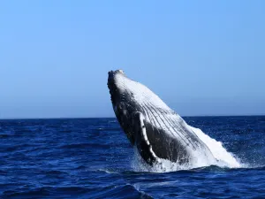 Davey's Locker Whale Watching & Sportfishing