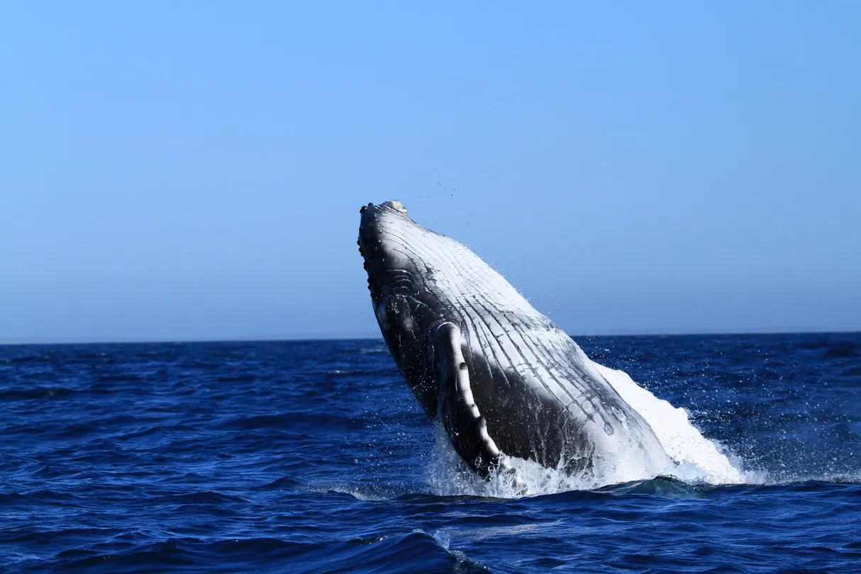 3_Davey's Locker Whale Watching & Sportfishing