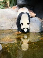 Huangshan Panda Ecological Paradise