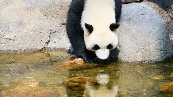 休寧大熊貓生態樂園