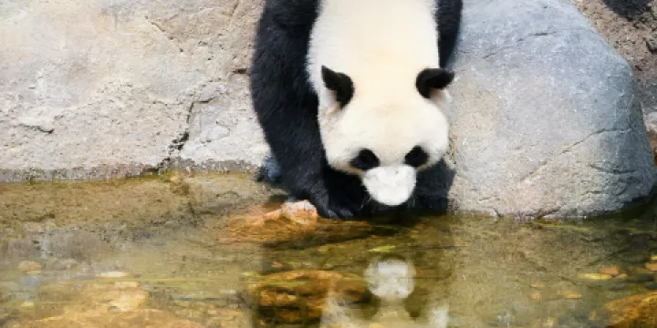 黃山大熊貓主題樂園