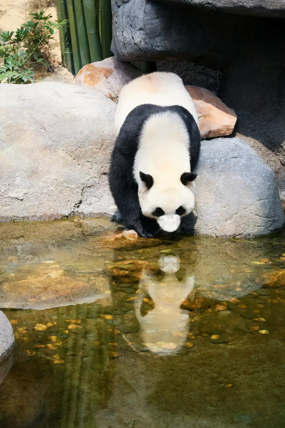 Hotels in der Nähe von Huangshan Panda Ecological Paradise