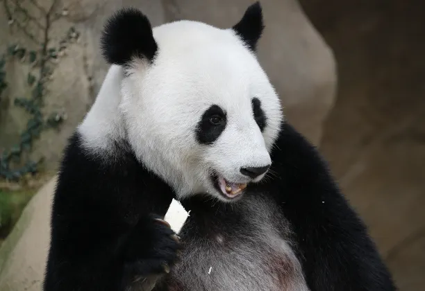 Отзывы об отеле The Richmond Hotel - Adelaide