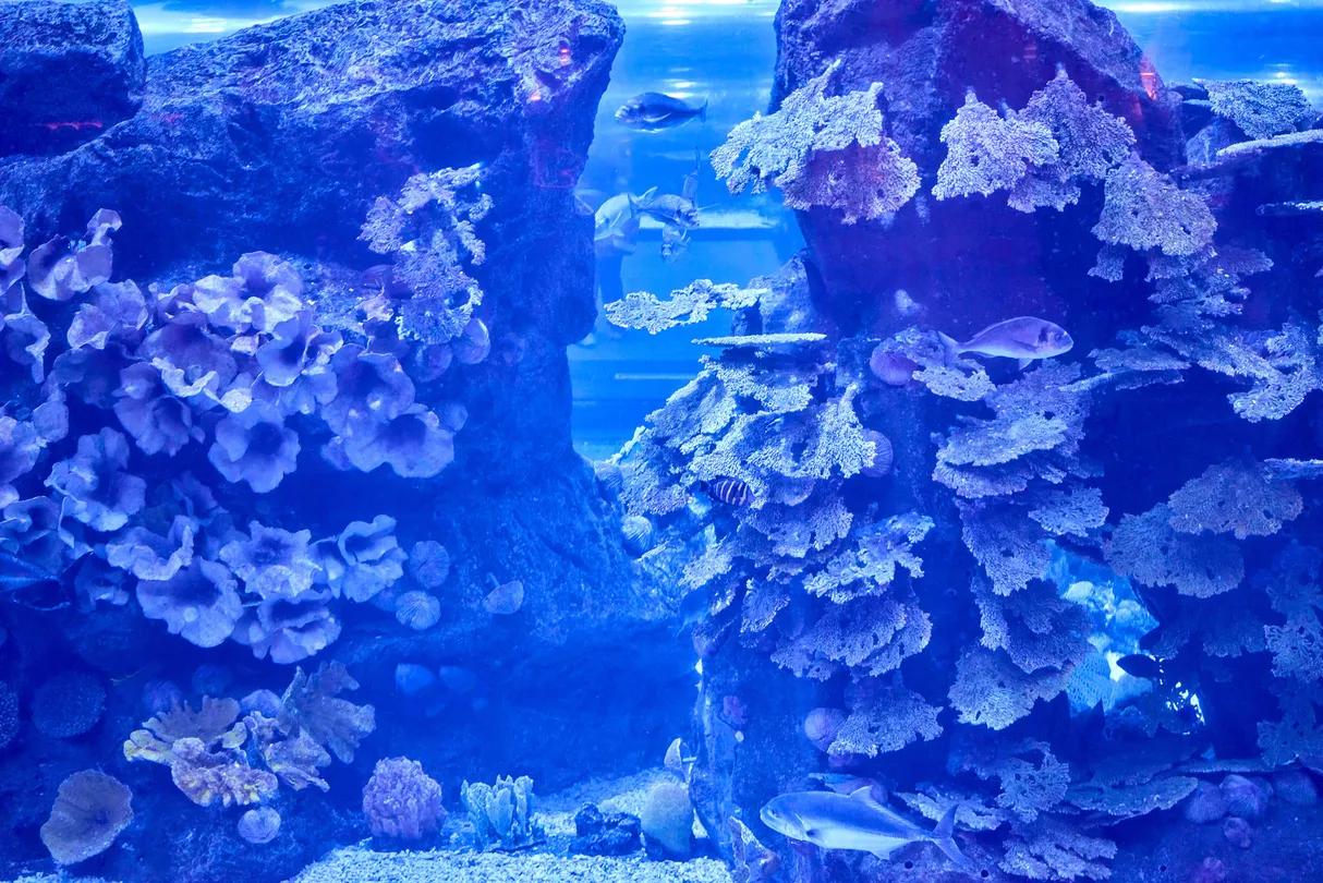 4_杜拜水族館和水下動物園