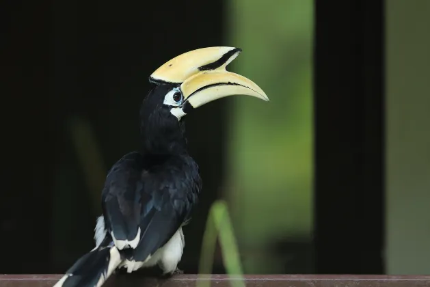 Номер с видом на горы Отели в г. Ранау