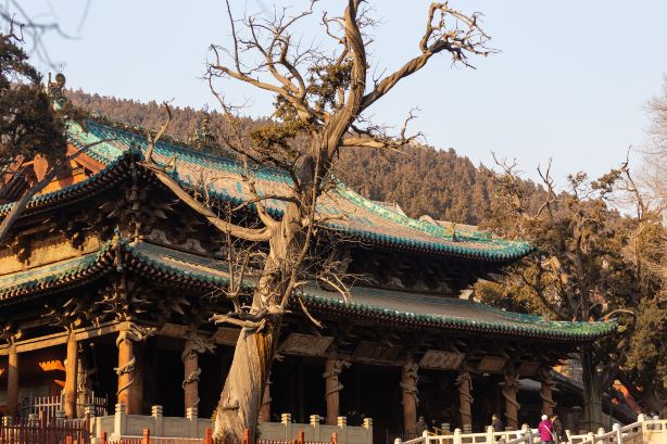 Jinci Museum - Zhou Cypress